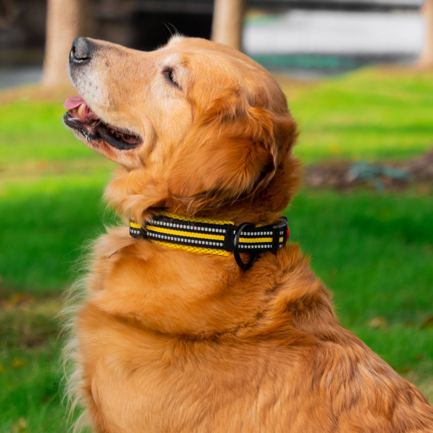 Reflective Dog Collar for Small Medium Large Dogs, Adjustable Soft Neoprene | AIITLE