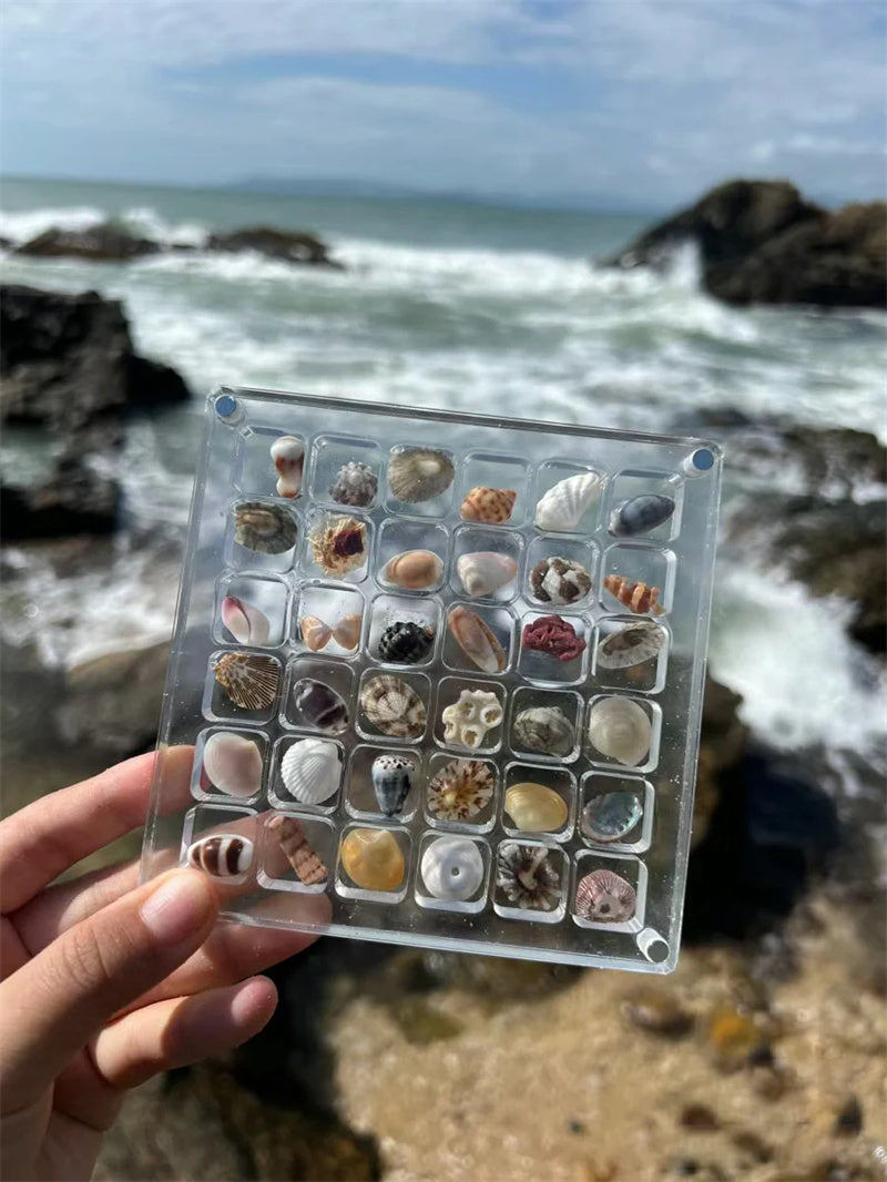 Aiitle Acrylic Magnetic Seashell Display Box