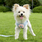 Aiitle Cute 3D Flower Breathable Dog Harness