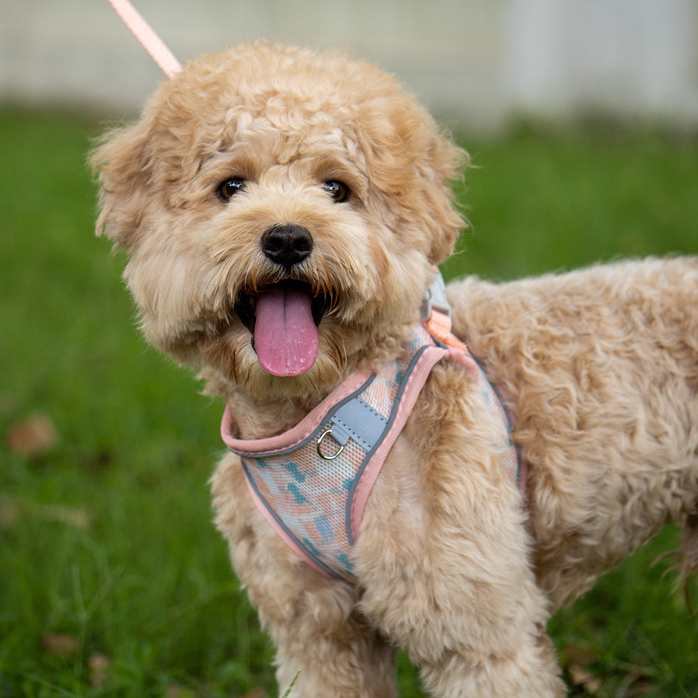 Aiitle Colorful Printed Mesh Dog Harness