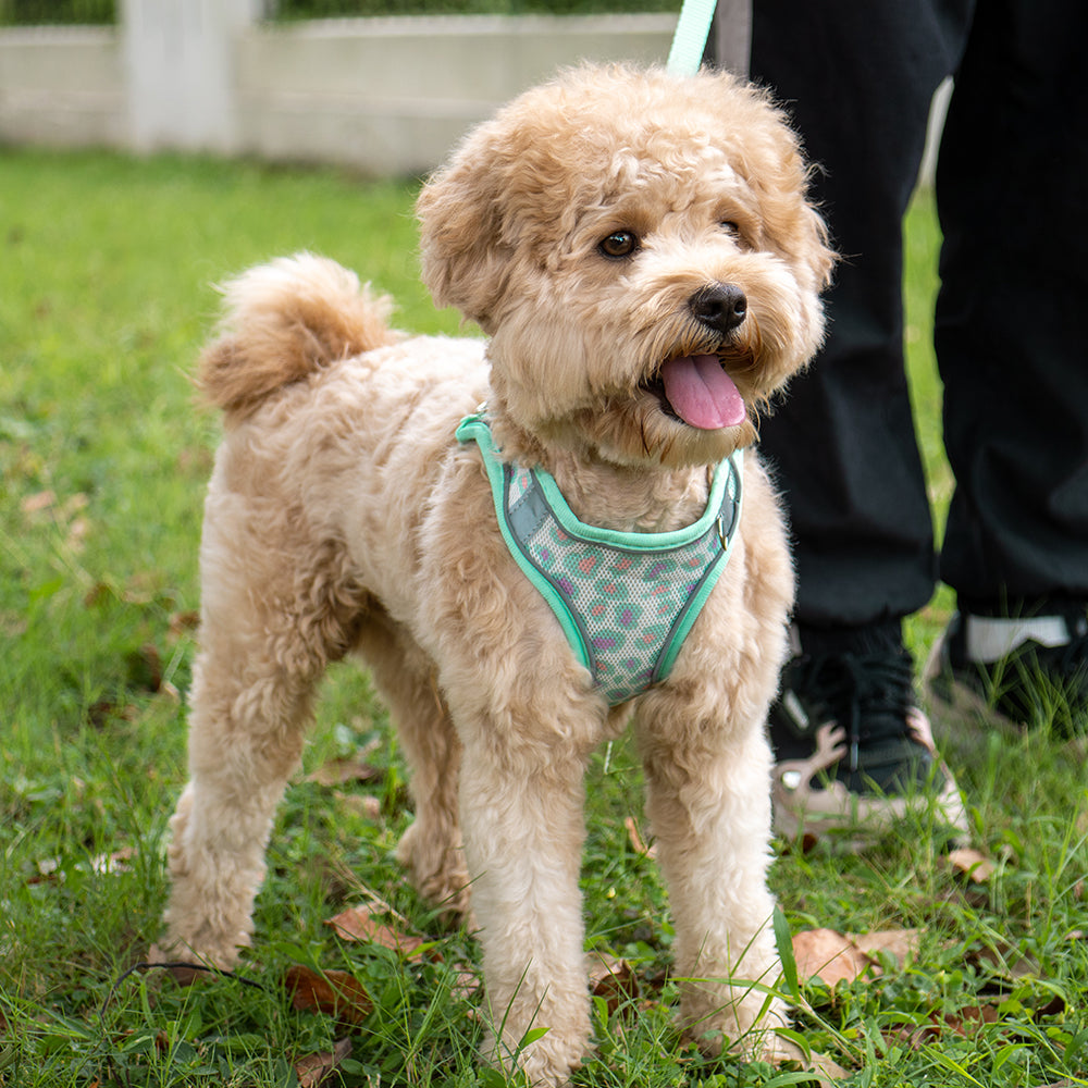 Aiitle Colorful Printed Mesh Dog Harness