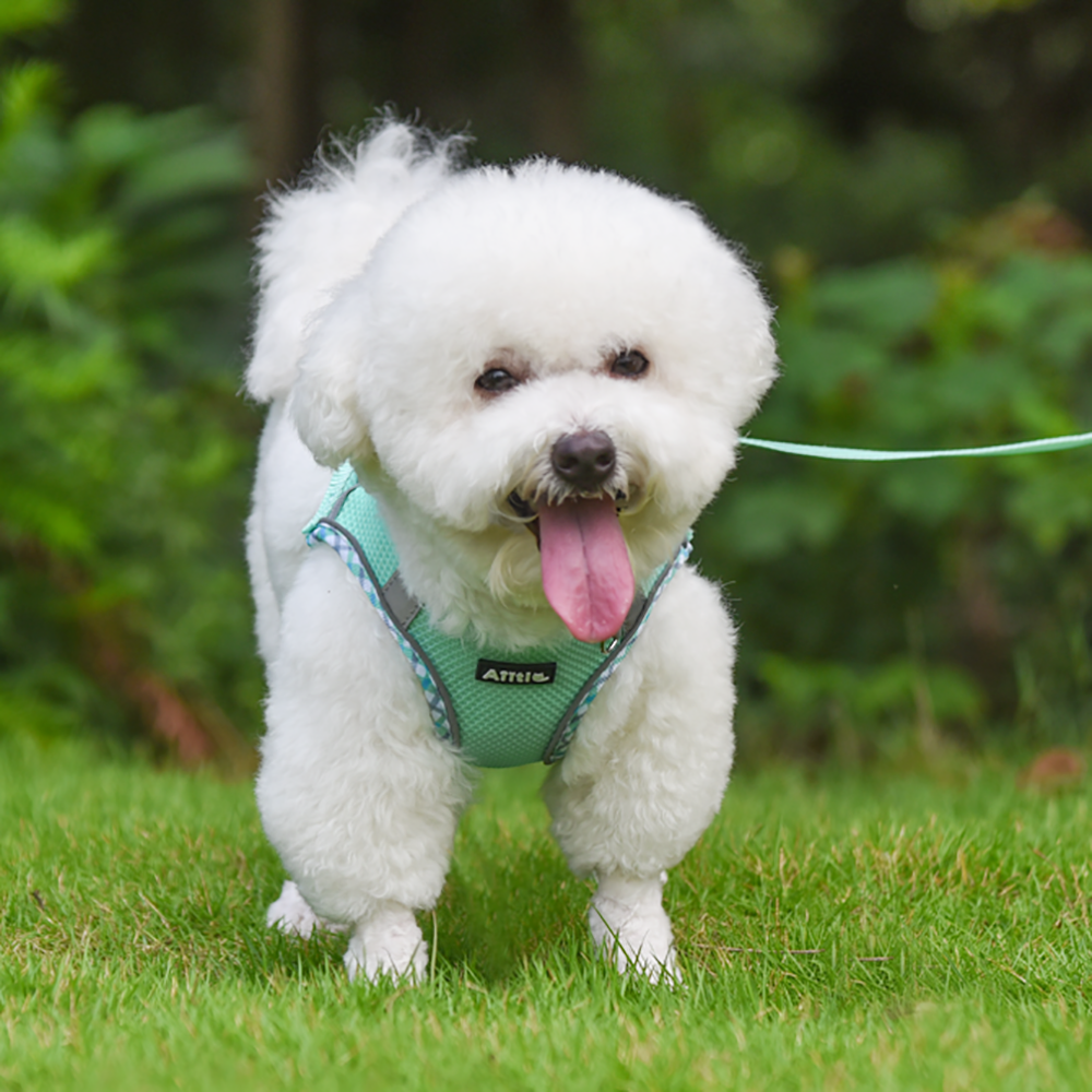 Aiitle Step in Breathable Air Mesh Dog Harness Turquoise