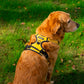 No Pull Dog Harness for Small Medium Large Extra Large Dogs | AIITLE