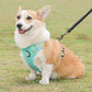 Aittle Fruit Print Mesh Dog Harness