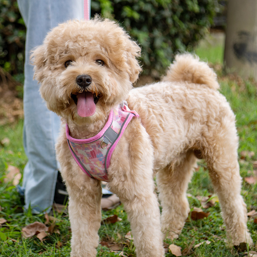 Aiitle Colorful Printed Mesh Dog Harness