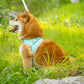 Aiitle Step in Breathable Air Mesh Dog Harness