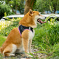 Aiitle Step in Breathable Air Mesh Dog Harness Black